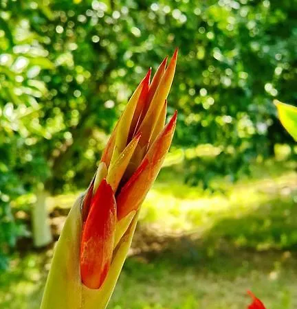 Tatilya Gasthuis Olympos