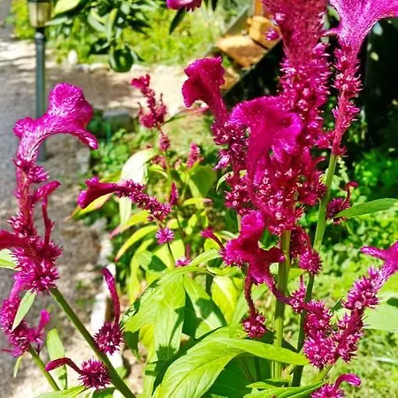 Konukevi Tatilya Olimpos